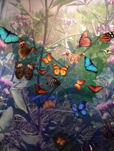 Butterflies everywhere!
